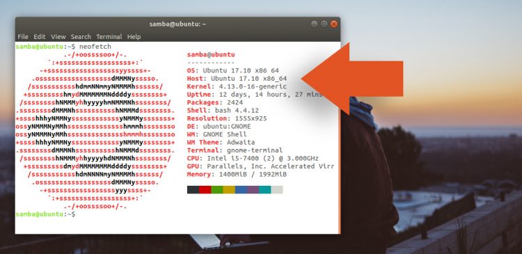 neofetch system info tool showing kernel version number